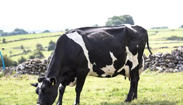 Grazing management top tips 